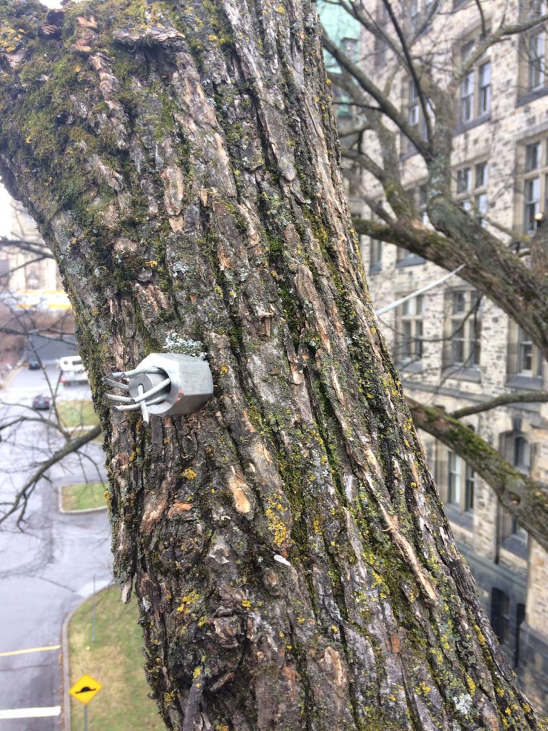 Tree cabling and bracing service Ottawa certified arborist