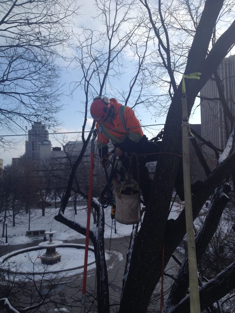 trunk bracing to prevent tree failure Ottawa