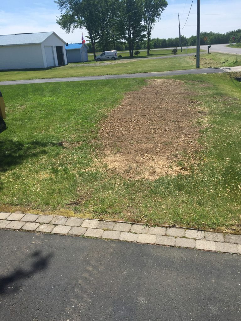 Gallery Stump Grinding (6)