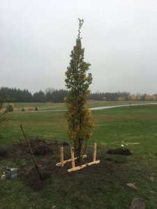 Gallery Tree Planting (3)