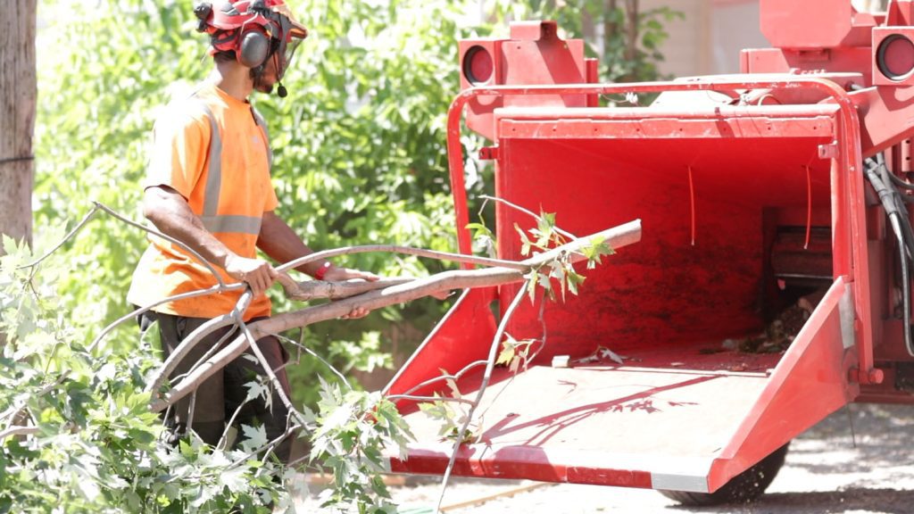 Gallery Tree Pruning (1)