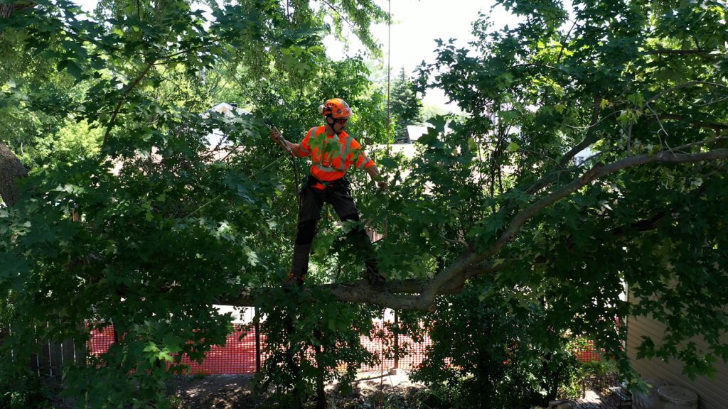 Gallery Tree Pruning (3)