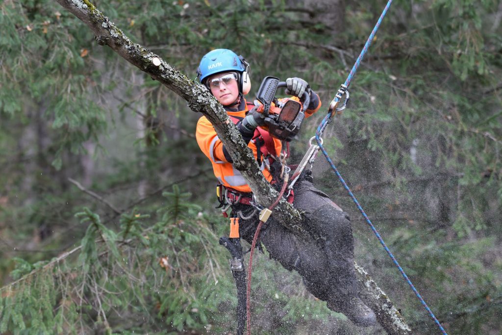 Gallery Tree Pruning (5)