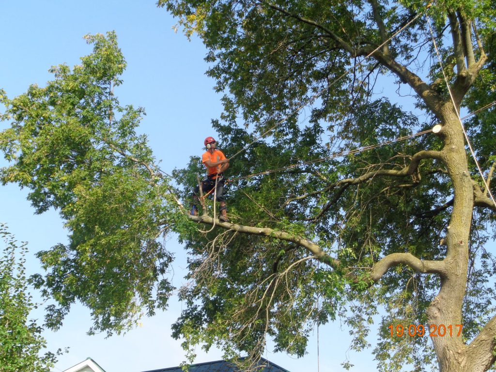 Gallery Tree Pruning (6)