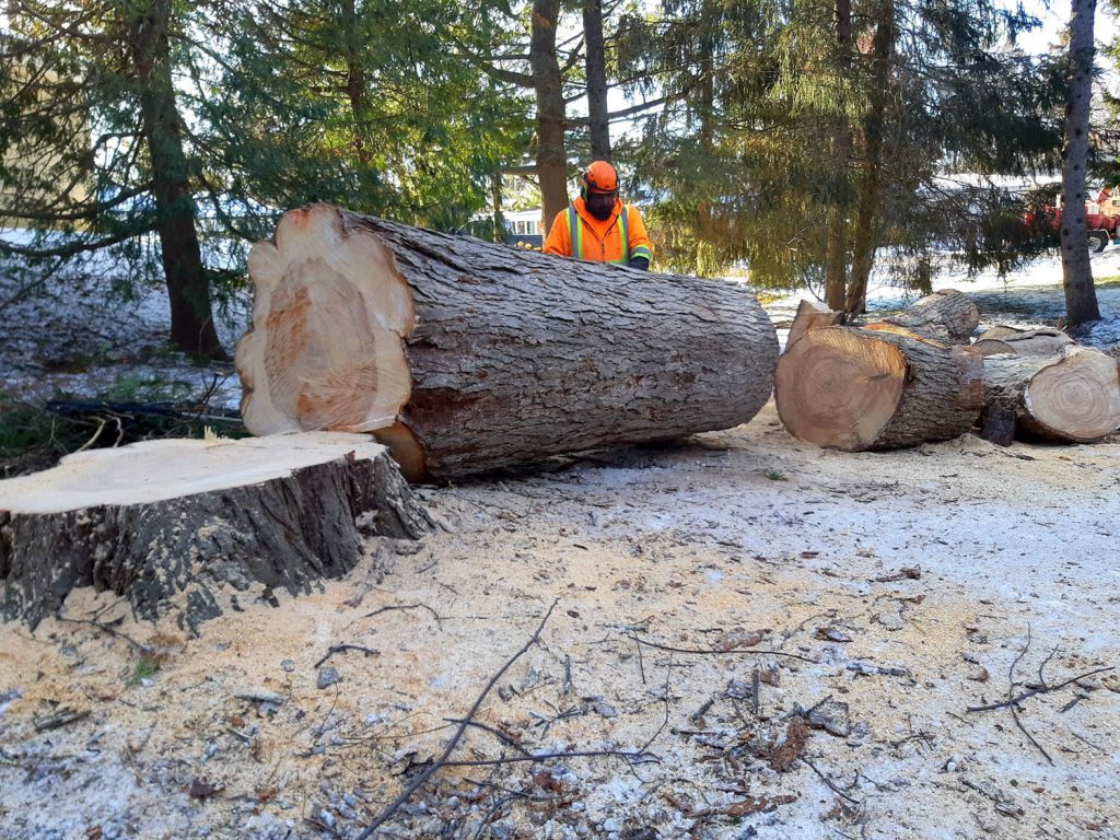 Gallery Tree removal (1) Remove a Tree : Ottawa & EASTERN ONTARIO