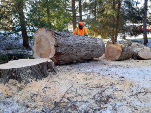 Gallery Tree removal (1)