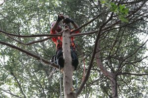 Gallery Tree removal (11)