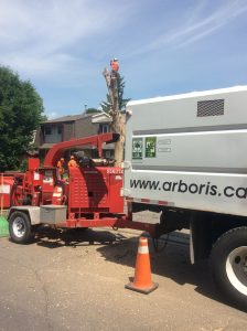 Gallery Tree removal (14)
