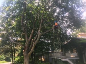 Gallery Tree removal (4)