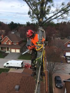Gallery Tree removal (5)
