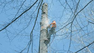 Gallery Tree removal (9)
