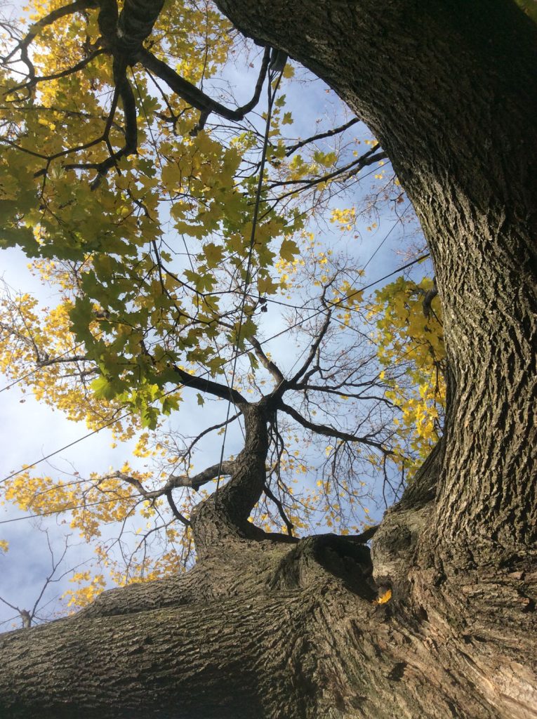 tree support cables installed Ottawa backyard