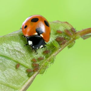 ladybird eating aphids royalty free image 1626564926.jpg