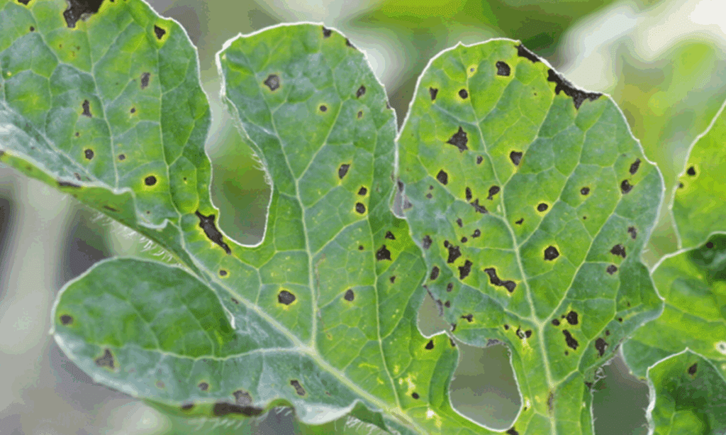 Anthracnose Anthracnose