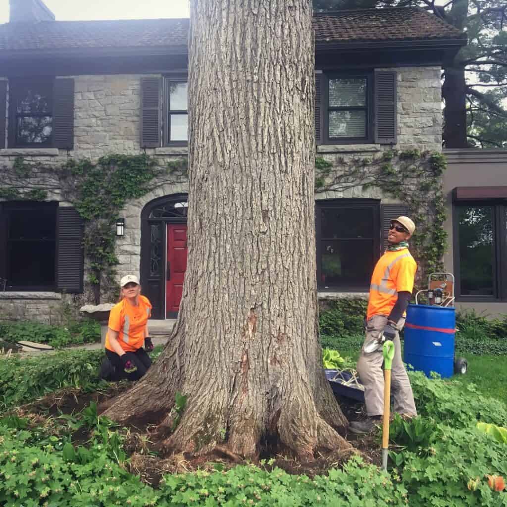 Dutch Elm Disease Treatment in Ottawa, Ontario 1