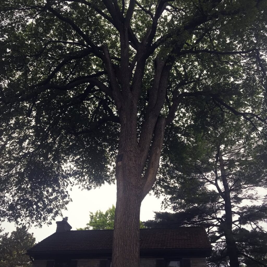 Dutch Elm Disease Treatment in Ottawa, Ontario 2