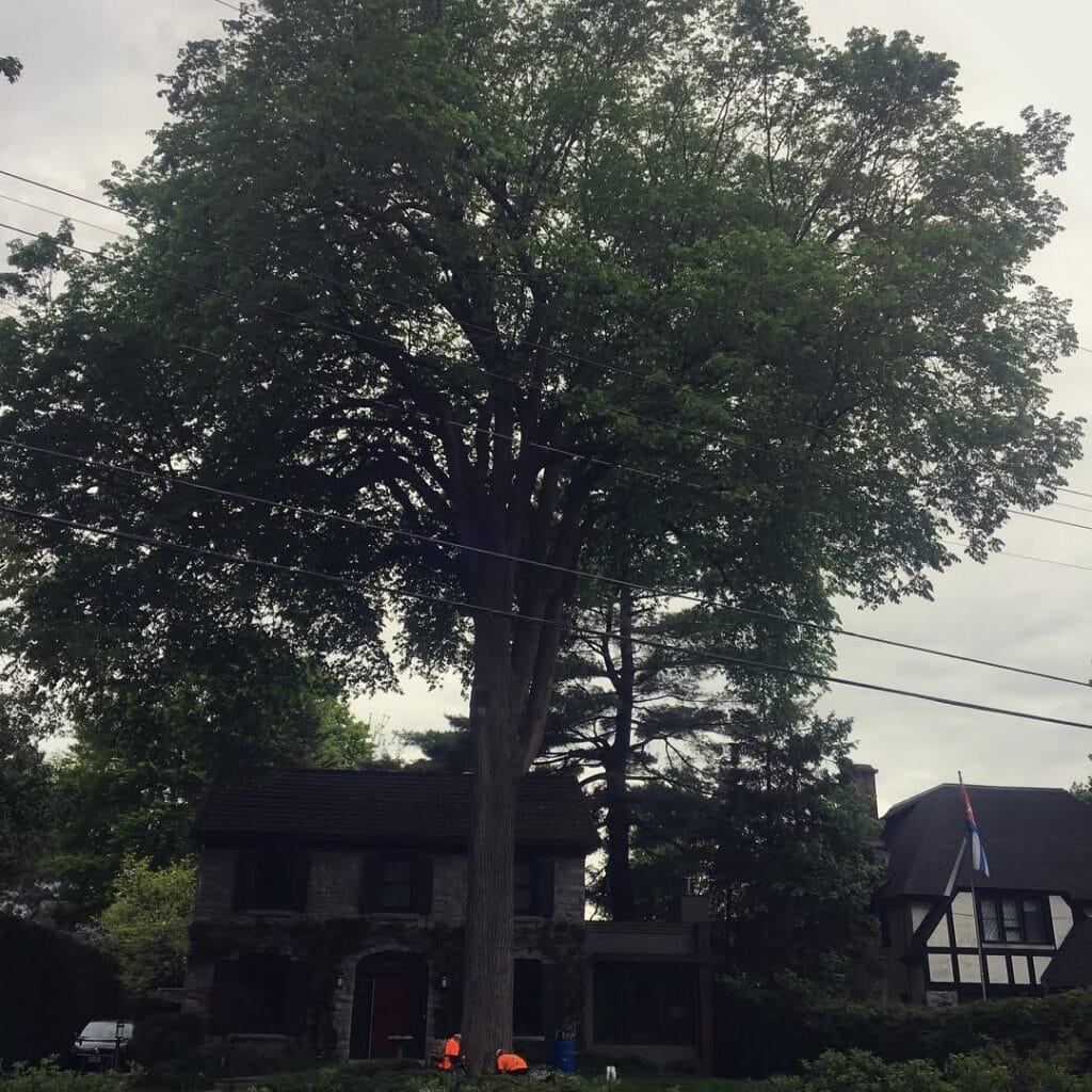 Dutch Elm Disease Treatment in Ottawa, Ontario 3