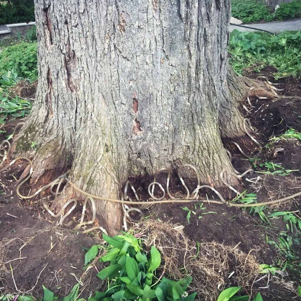 Dutch Elm Disease Treatment in Ottawa, Ontario 4