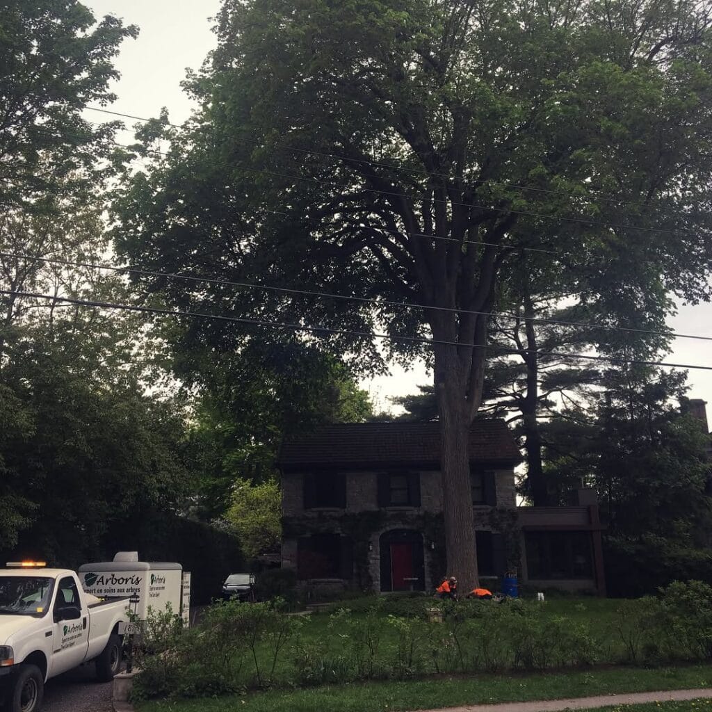 Dutch Elm Disease Treatment in Ottawa, Ontario 5
