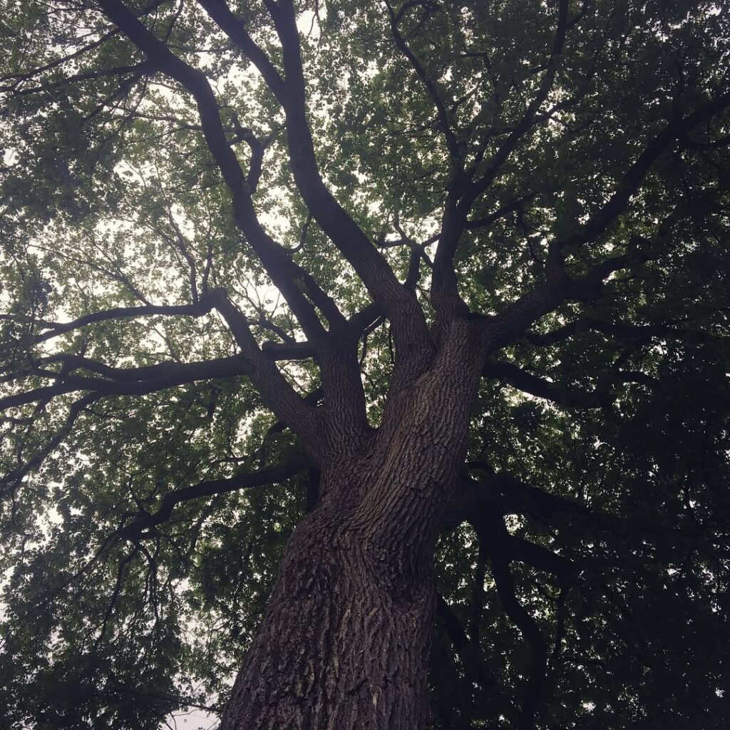 Dutch Elm Disease Treatment in Ottawa, Ontario 56