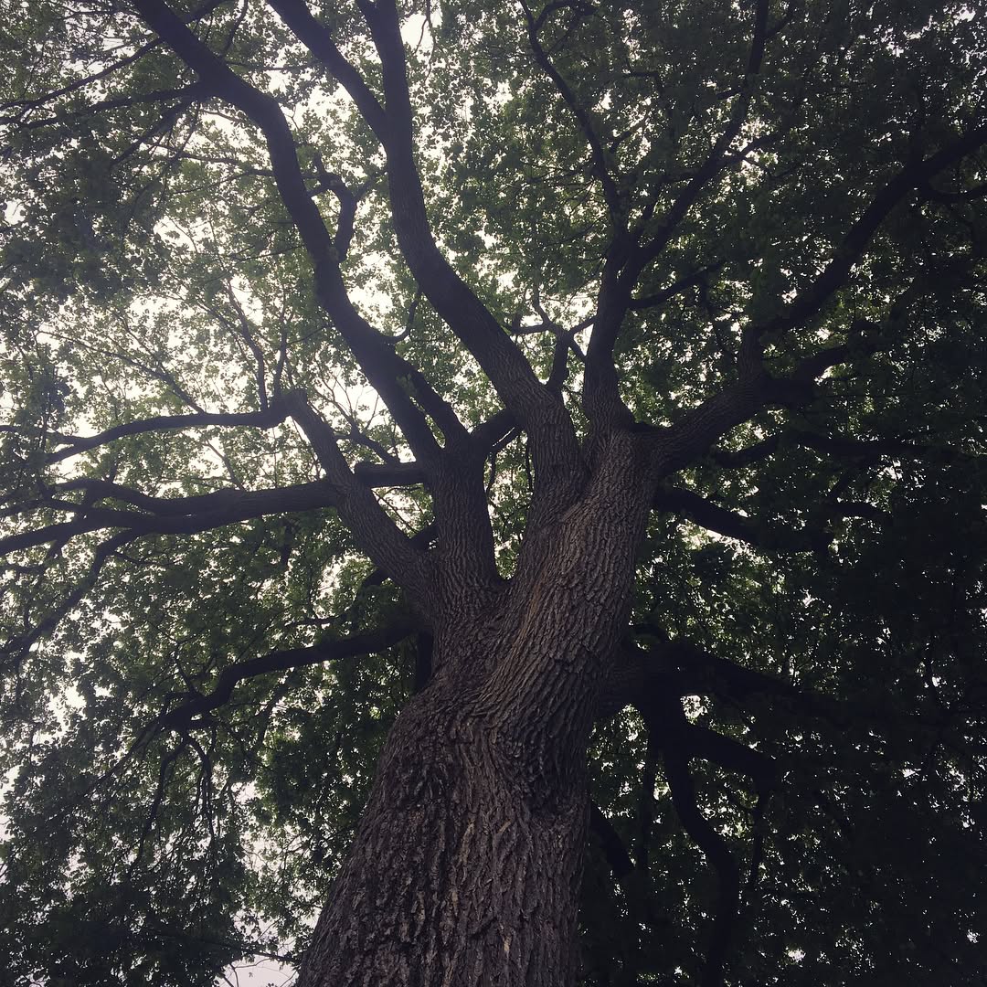 Dutch Elm Disease Treatment in Ottawa, Ontario 56