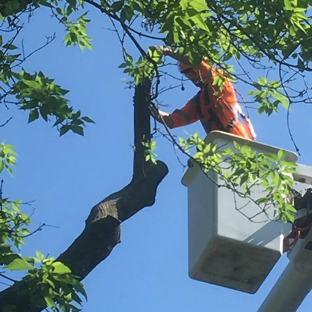 Removing a High Risk Tree in Ottawa, Ontario 1