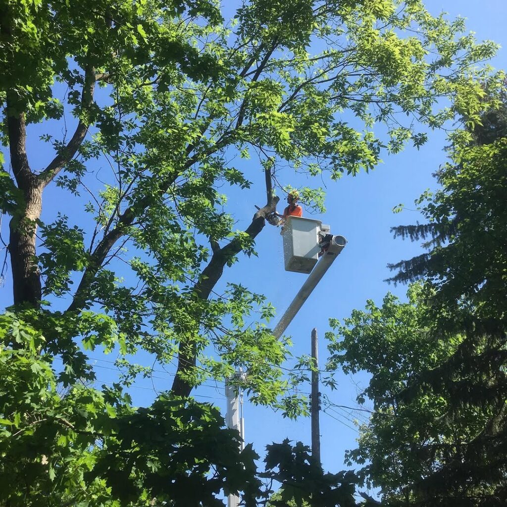 Removing a High Risk Tree in Ottawa, Ontario 2