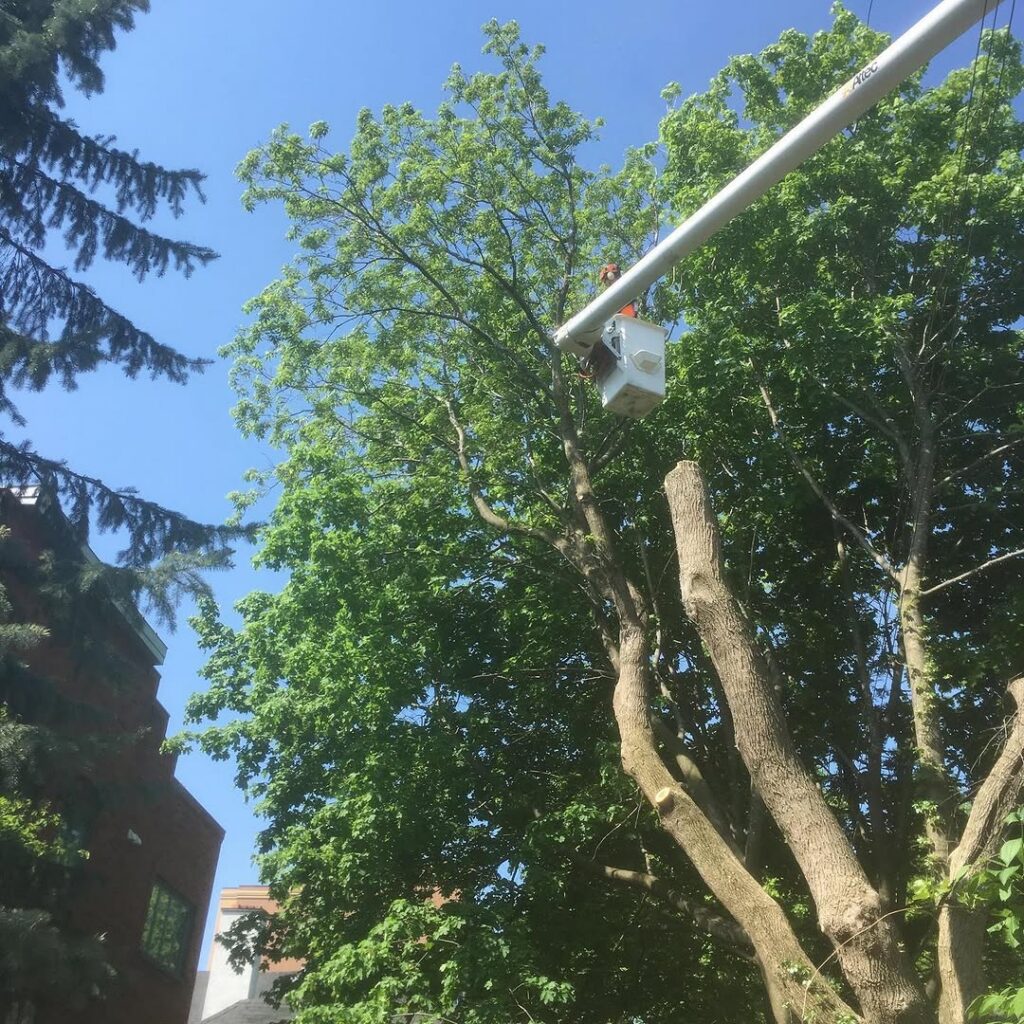 Removing a High Risk Tree in Ottawa, Ontario 3