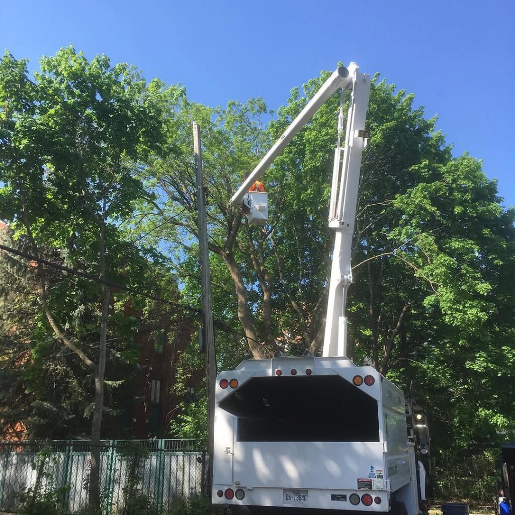 Removing a High Risk Tree in Ottawa, Ontario 4