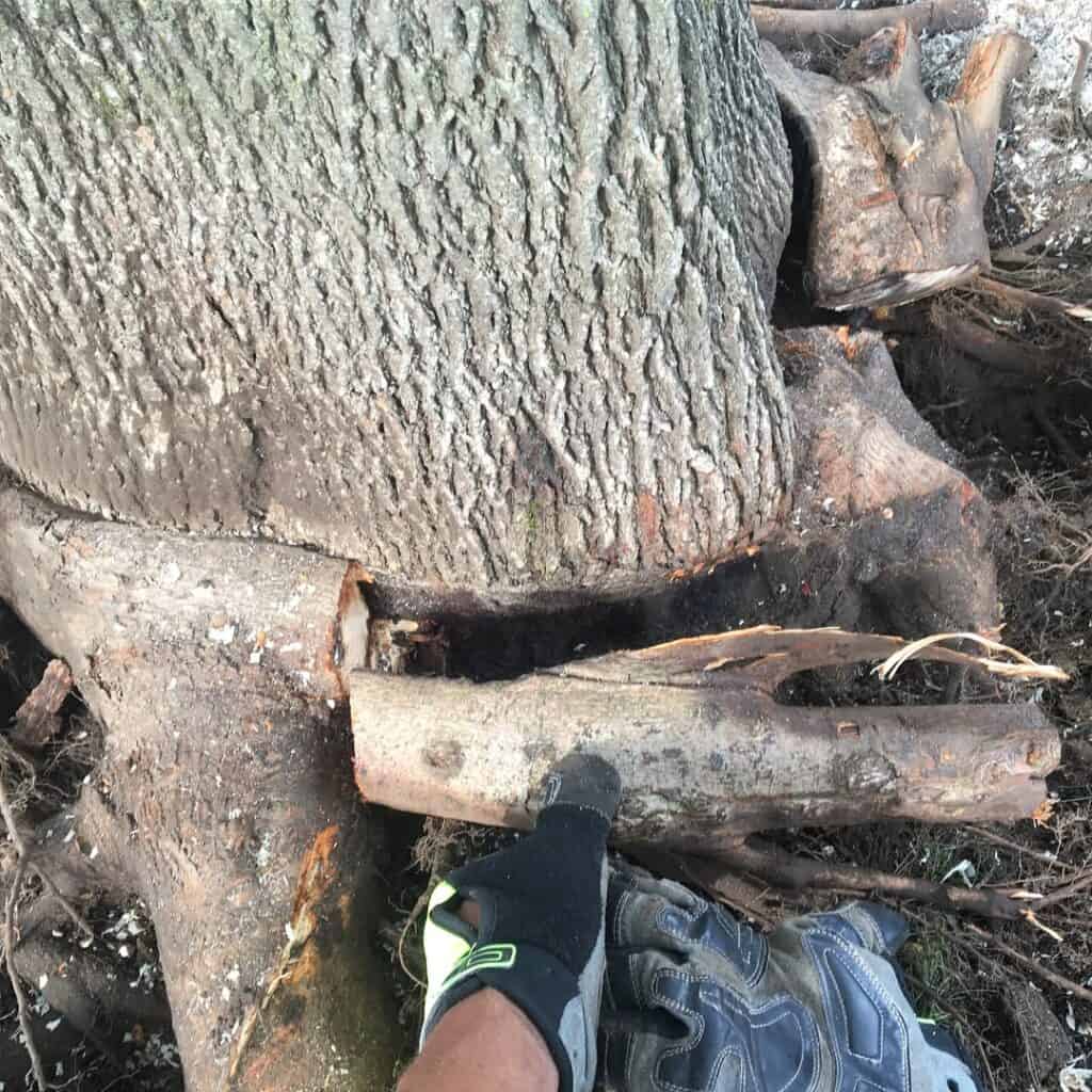 Root Pruning in Orleans, Ontario