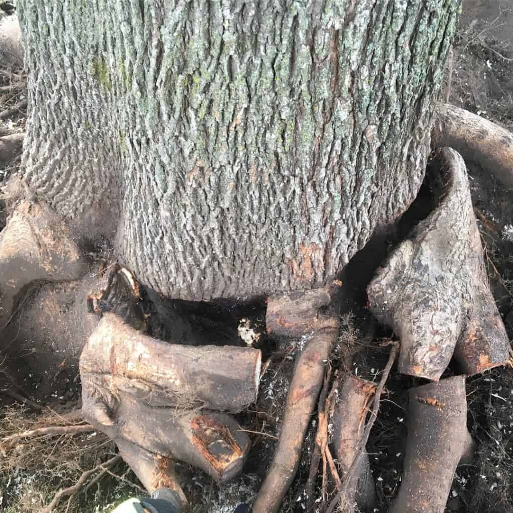 Root Pruning in Orleans, Ontario 2