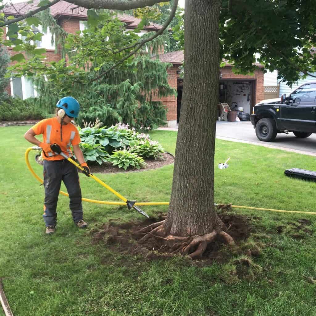Root Pruning in Orleans, Ontario 3