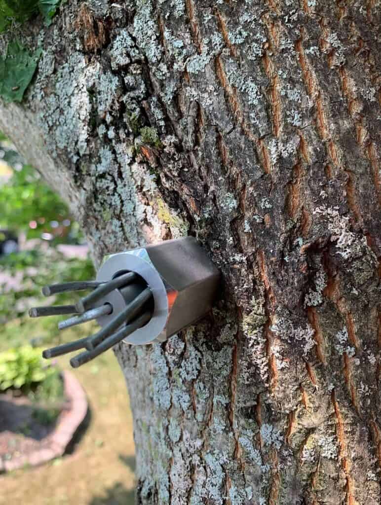 Tree Cabling Installation in Rockland, Ontario 1