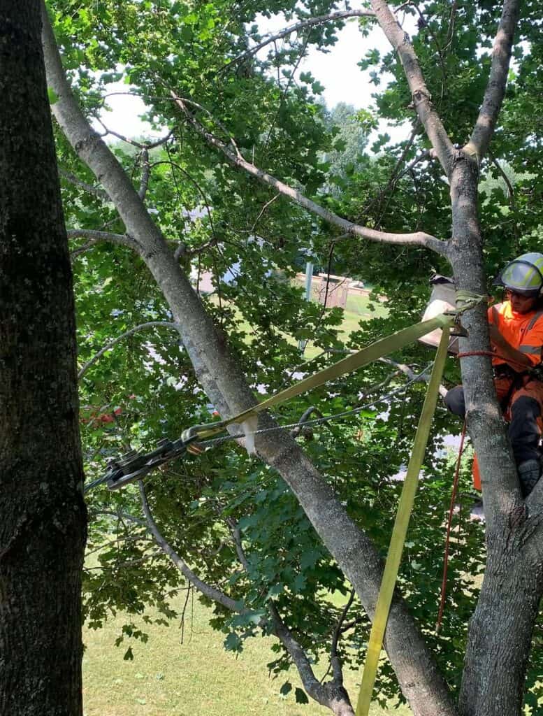 Tree Cabling Installation in Rockland, Ontario 2