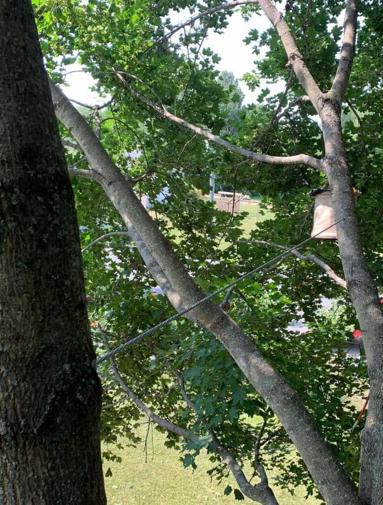 Tree Cabling Installation in Rockland, Ontario 3