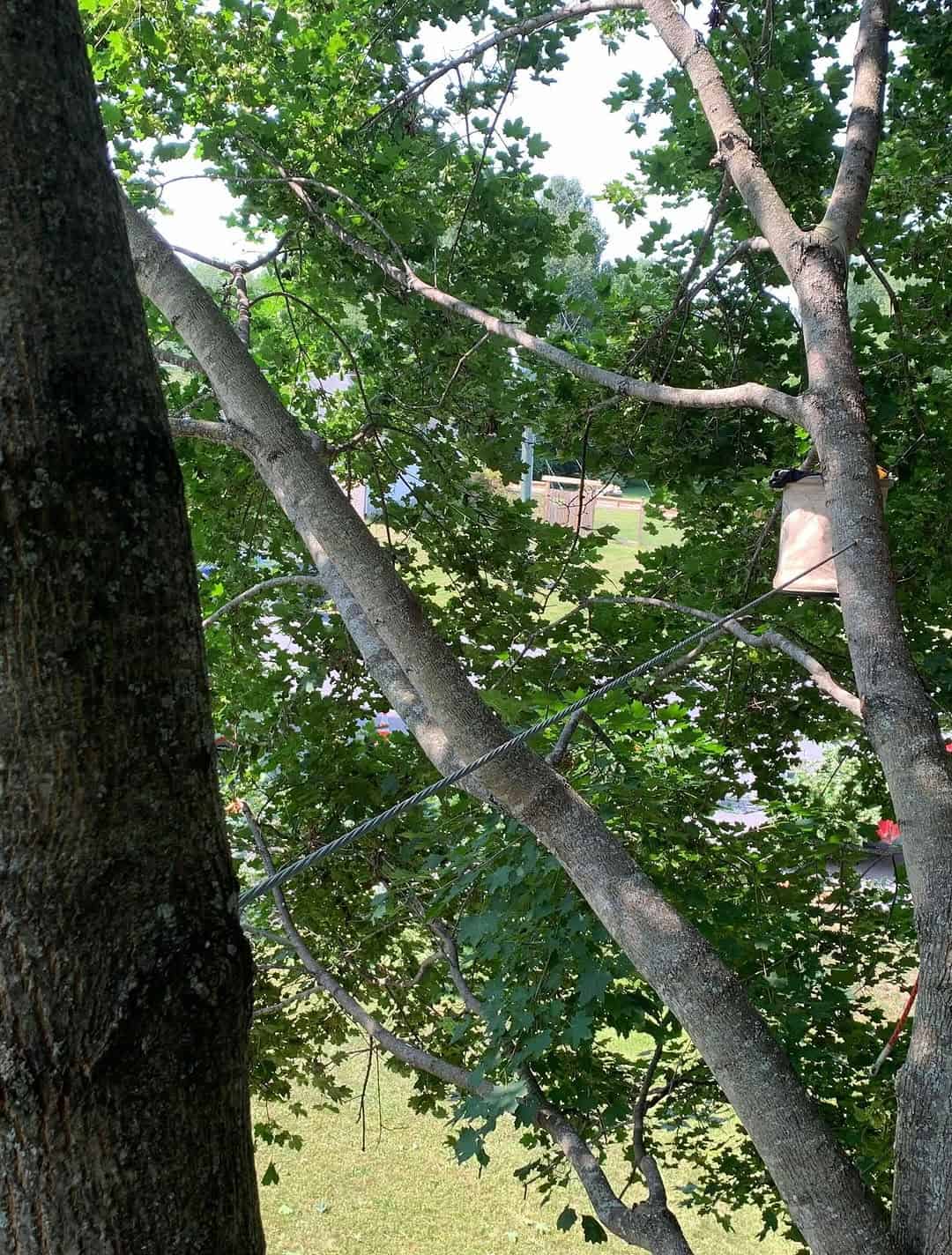 Tree Cabling Rockland Ontario | Structural Tree Support Installation