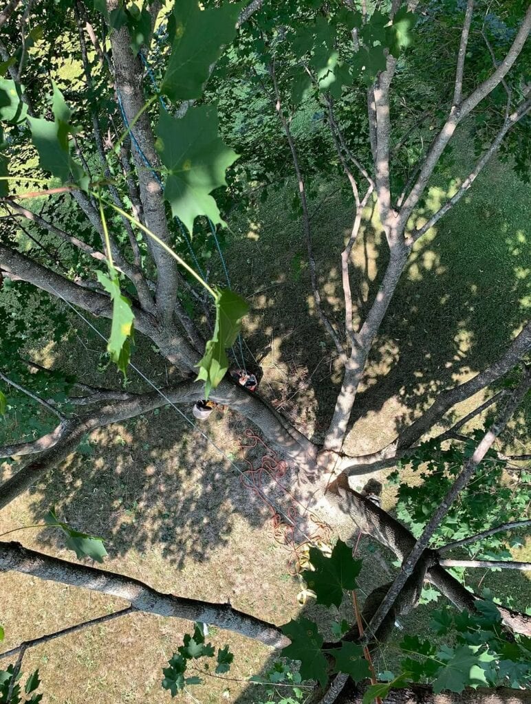 Tree Cabling Installation in Rockland, Ontario 4