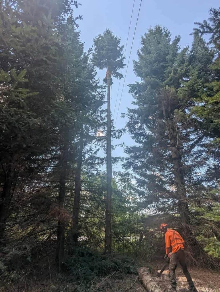 Tree Clearance Around Hydro Lines in Moose Creek, Ontario 2