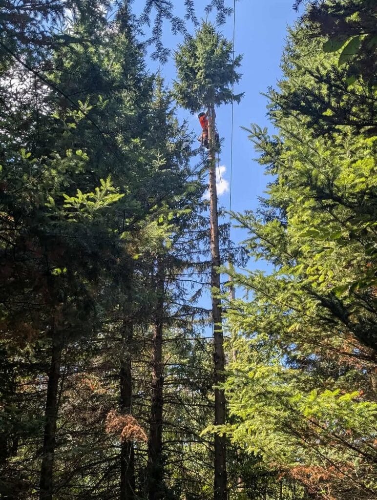 Tree Clearance Around Hydro Lines in Moose Creek, Ontario 3