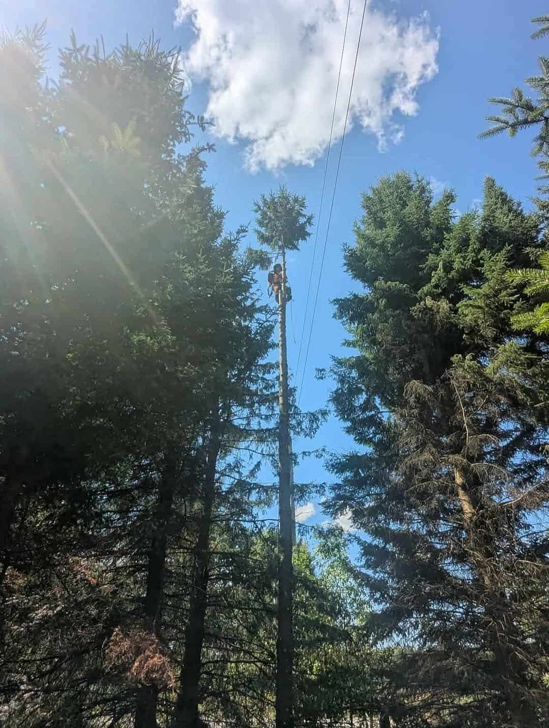 Tree Clearance Near Hydro Lines in Moose Creek, Ontario