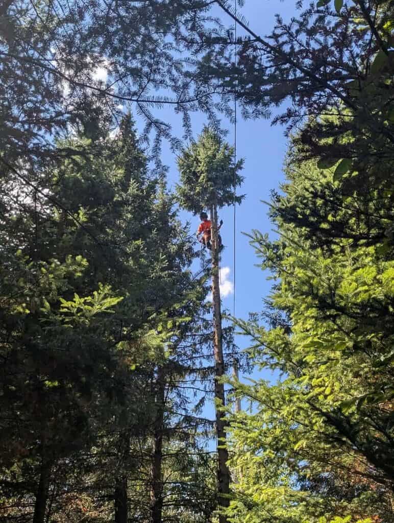 Tree Clearance Around Hydro Lines in Moose Creek, Ontario 5