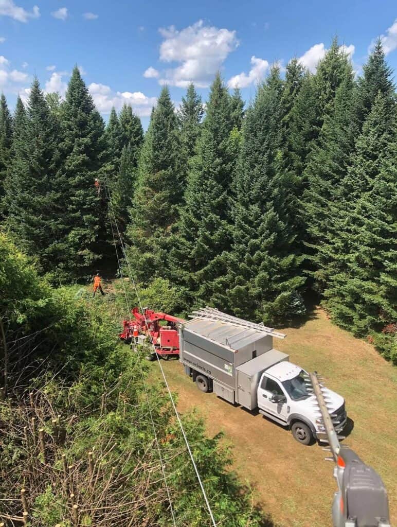 Tree Clearance Around Hydro Lines in Moose Creek, Ontario