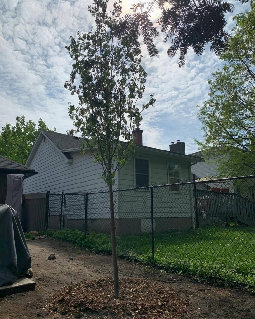 Tree Planting in Casselman, Ontario 1