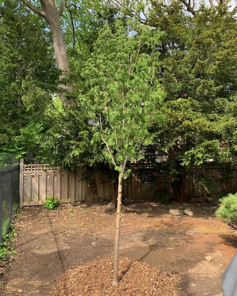 Tree Planting in Casselman, Ontario 2