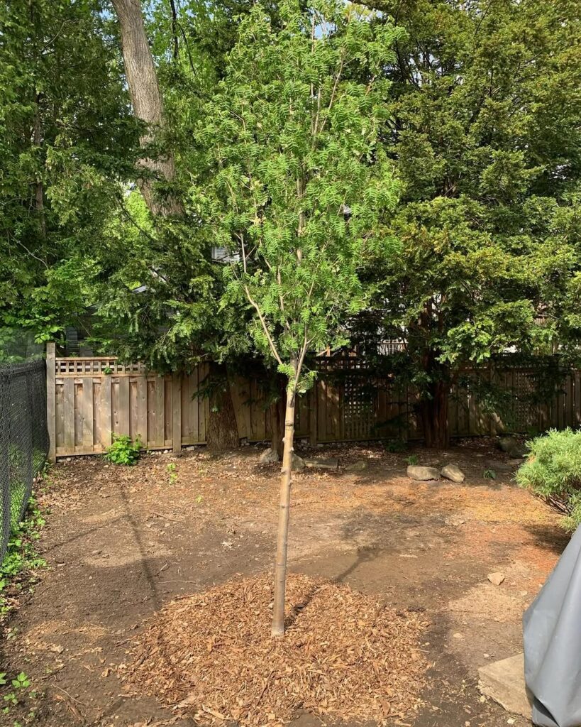 Tree Planting in Casselman, Ontario 4