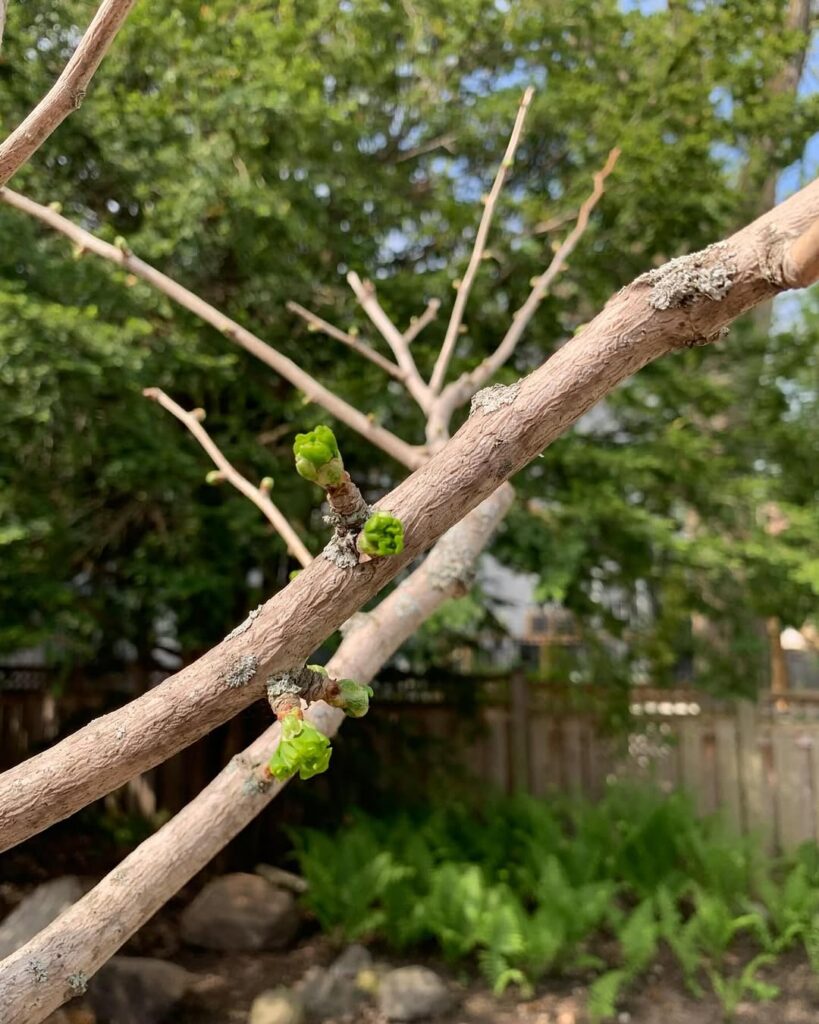Tree Planting in Casselman, Ontario 5