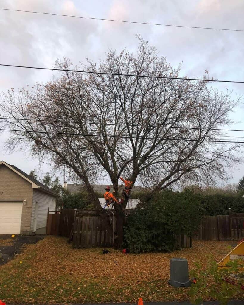 Tree Reduction Pruning in Casselman, Ontario 1
