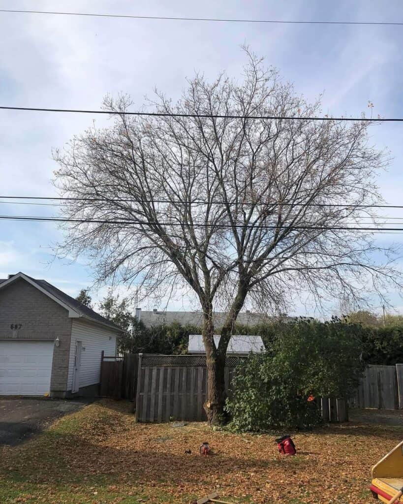 Tree Reduction Pruning in Casselman, Ontario 2