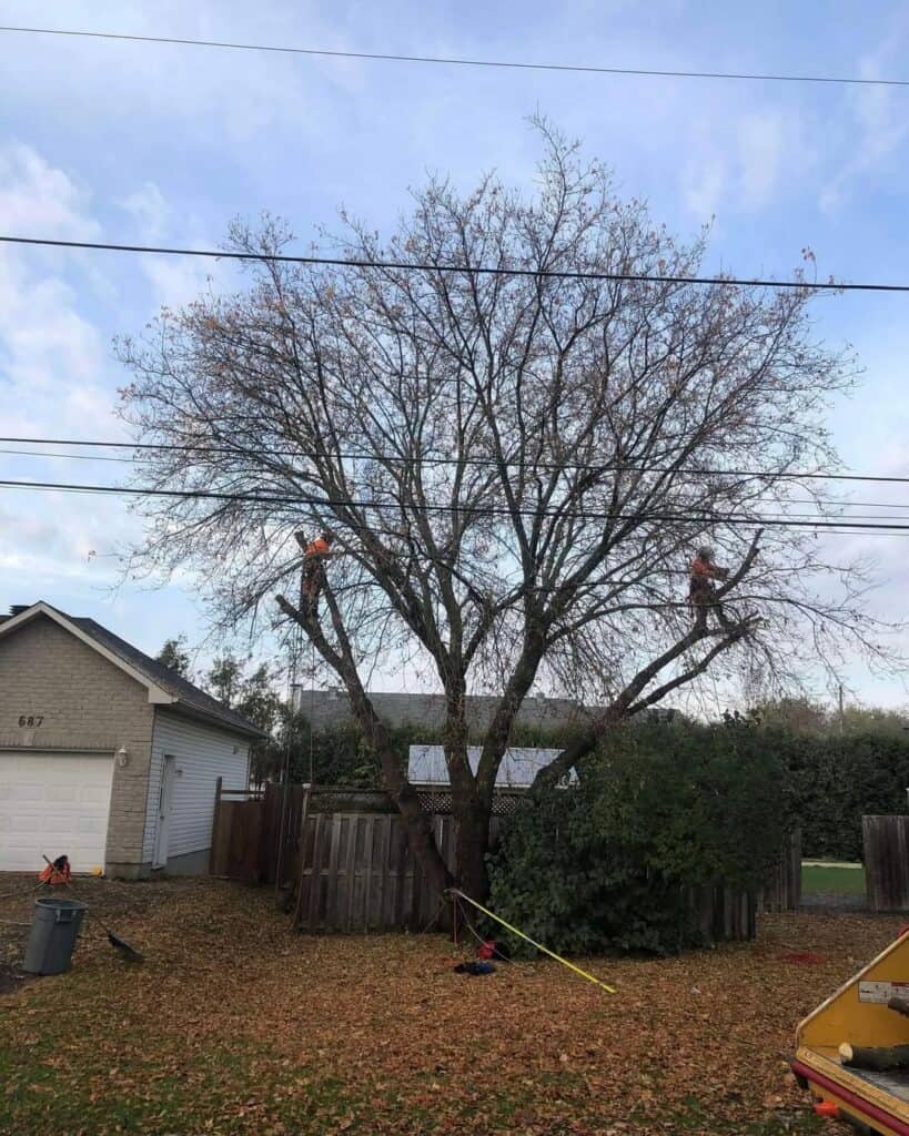 Tree Reduction Pruning in Casselman, Ontario 3