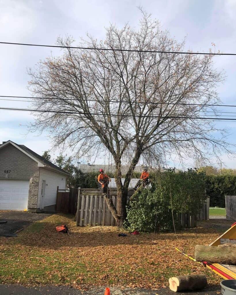 Tree Reduction Pruning in Casselman, Ontario 4
